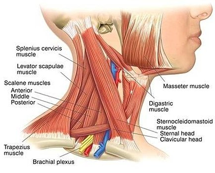 Thoracic Outlet Syndrome: More Than Just a Pain in the Neck – The Nicholas  Institute of Sports Medicine and Athletic Trauma